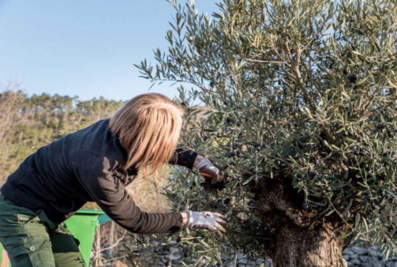 podar olivo ornamental